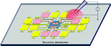 Graphical abstract: A biological breadboard platform for cell adhesion and detachment studies