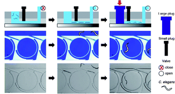 Graphical abstract: Microfluidic chamber arrays for whole-organism behavior-based chemical screening