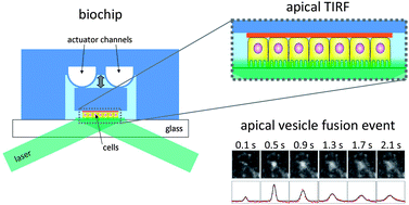 Graphical abstract: A PDMS-based biochip with integrated sub-micrometre position control for TIRF microscopy of the apical cell membrane