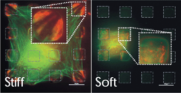 Graphical abstract: Assessing the spatial resolution of cellular rigidity sensing using a micropatterned hydrogel–photoresist composite