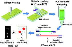 Graphical abstract: A universal multiplex PCR strategy for 100-plex amplification using a hydrophobically patterned microarray
