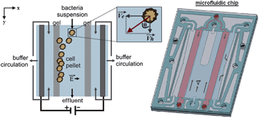 Graphical abstract: Enrichment of viable bacteria in a micro-volume by free-flow electrophoresis