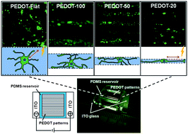 Graphical abstract: Manipulating location, polarity, and outgrowth length of neuron-like pheochromocytoma (PC-12) cells on patterned organic electrode arrays