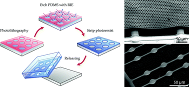 Graphical abstract: Photolithographic surface micromachining of polydimethylsiloxane (PDMS)