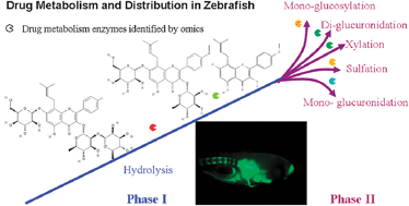 Graphical abstract: Combined in vivo imaging and omics approaches reveal metabolism of icaritin and its glycosides in zebrafish larvae