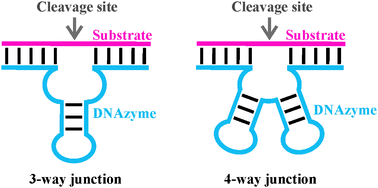 Graphical abstract: Characterization of non-8–17 sequences uncovers structurally diverse RNA-cleaving deoxyribozymes