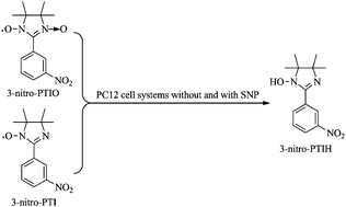 Graphical abstract: HPLC-MS aided PC12 cell systems: to quantitatively monitor the conversion of nitronyl nitroxide in biological systems with and without NO