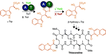 Graphical abstract: Characterization of TioQ, a type II thioesterase from the thiocoraline biosynthetic cluster