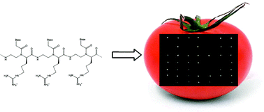 Graphical abstract: A PNA microarray for tomato genotyping