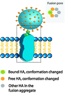 Graphical abstract: How many trimers? Modeling influenza virus fusion yields a minimum aggregate size of six trimers, three of which are fusogenic