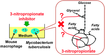 Graphical abstract: Modeling synergistic drug inhibition of Mycobacterium tuberculosis growth in murine macrophages