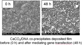 Graphical abstract: Efficient non-viral gene delivery mediated by nanostructured calcium carbonate in solution-based transfection and solid-phase transfection