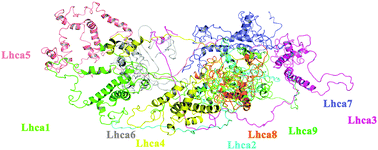 Graphical abstract: Protein–protein interactions by molecular modeling and biochemical characterization of PSI-LHCI supercomplexes from Chlamydomonas reinhardtii