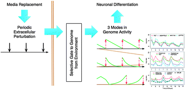 Graphical abstract: Effects of intermittent media replacement on the gene expression of differentiating neural progenitor cells