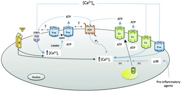 Graphical abstract: Modulation of gap junction channels and hemichannels by growth factors