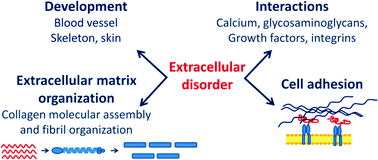 Graphical abstract: Intrinsic disorder of the extracellular matrix