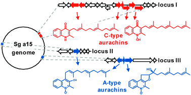 Graphical abstract: Completing the puzzle of aurachin biosynthesis in Stigmatella aurantiacaSg a15