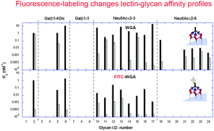 Graphical abstract: Fluorescent labeling agents change binding profiles of glycan-binding proteins