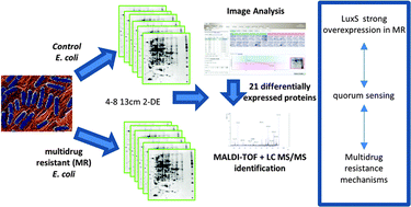 Graphical abstract: Comparative proteomics to evaluate multi drug resistance in Escherichia coli