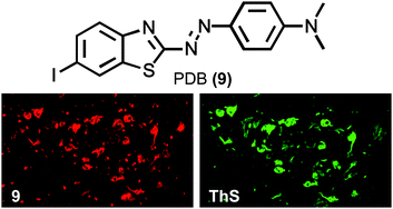 Graphical abstract: Phenyldiazenyl benzothiazole derivatives as probes for in vivo imaging of neurofibrillary tangles in Alzheimer's disease brains