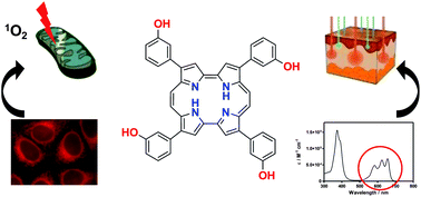 Graphical abstract: Temocene: the porphycene analogue of temoporfin (Foscan®)