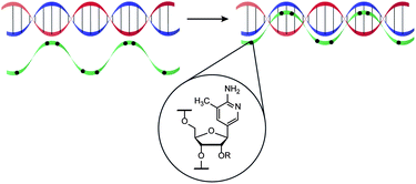 Graphical abstract: 2′-Substituted 2-amino-3-methylpyridine ribonucleosides in triplex-forming oligonucleotides: triplex stability is determined by chemical environment