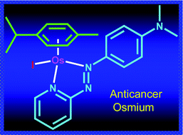 Graphical abstract: Anti-colorectal cancer activity of an organometallic osmium arene azopyridine complex