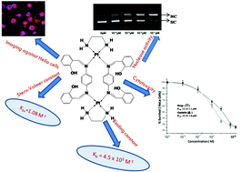 Graphical abstract: Cytotoxic activity, cell imaging and photocleavage of DNA induced by a Pt(ii) cyclophane bearing 1,2 diamino ethane as a terminal ligand