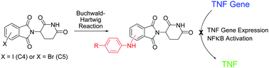 Graphical abstract: Novel thalidomide analogues with potent NFκB and TNF expression inhibition