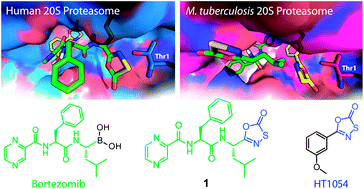 Graphical abstract: Oxathiazole-2-one derivative of bortezomib: Synthesis, stability and proteasome inhibition activity