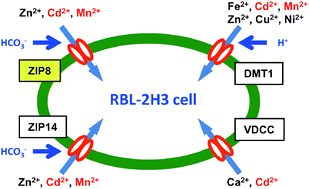Graphical abstract: High sensitivity of RBL-2H3 cells to cadmium and manganese: an implication of the role of ZIP8