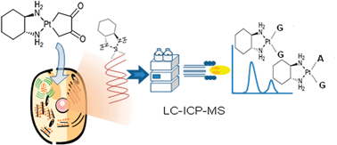 Graphical abstract: Speciation of oxaliplatin adducts with DNA nucleotides