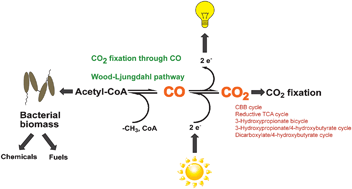 Graphical abstract: Metal centers in the anaerobic microbial metabolism of CO and CO2