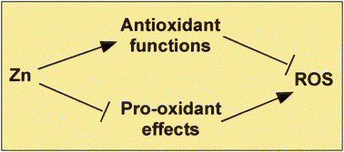 Graphical abstract: The oxidative stress of zinc deficiency