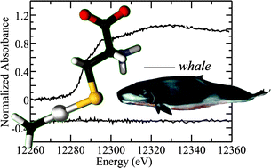 Graphical abstract: The chemical forms of mercury and selenium in whale skeletal muscle