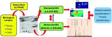 Graphical abstract: Combination of PAGE and LA-ICP-MS as an analytical workflow in metallomics: state of the art, new quantification strategies, advantages and limitations