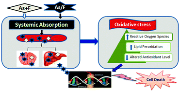 Graphical abstract: A possible mechanism for combined arsenic and fluoride induced cellular and DNA damage in mice