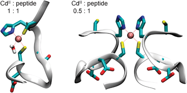 Graphical abstract: Towards the role of metal ions in the structural variability of proteins: CdII speciation of a metal ion binding loop motif