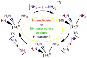 Graphical abstract: Heterolytic cleavage of ammonia N–H bond by bifunctional activation in silica-grafted single site Ta(V) imido amido surface complex. Importance of the outer sphere NH3 assistance