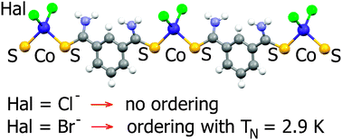 Graphical abstract: Antiferromagnetic ordering in cobalt(ii) and nickel(ii) 1D coordination polymers with the dithioamide of 1,3-benzenedicarboxylic acid