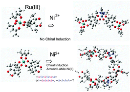 Graphical abstract: Formation of chiral heterometallic oligomers by combination of inert Ru(iii) tectons and labile Ni(ii) connectors