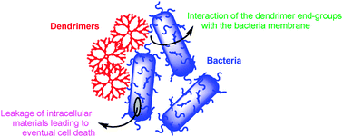 Graphical abstract: Dendrimers as bactericides