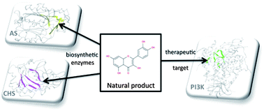 Graphical abstract: Similar interactions of natural products with biosynthetic enzymes and therapeutic targets could explain why nature produces such a large proportion of existing drugs