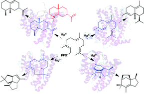 Graphical abstract: Sesquiterpene synthases: Passive catalysts or active players?