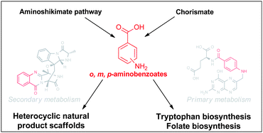 Graphical abstract: Aminobenzoates as building blocks for natural product assembly lines