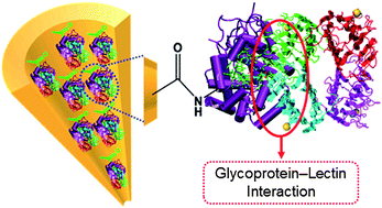 Graphical abstract: Biomolecular conjugation inside synthetic polymer nanopores viaglycoprotein–lectin interactions