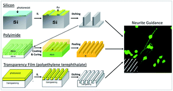 Graphical abstract: Creation of nanostructures by interference lithography for modulation of cell behavior
