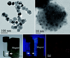 Graphical abstract: Functionalized magnetic-fluorescent hybrid nanoparticles for cell labelling