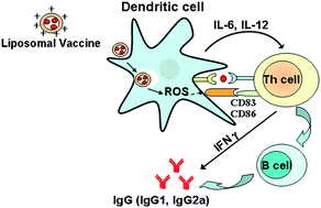 Graphical abstract: The role of surface charge density in cationic liposome-promoted dendritic cell maturation and vaccine-induced immune responses