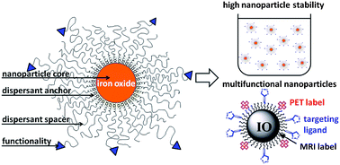 Graphical abstract: Stabilization and functionalization of iron oxide nanoparticles for biomedical applications